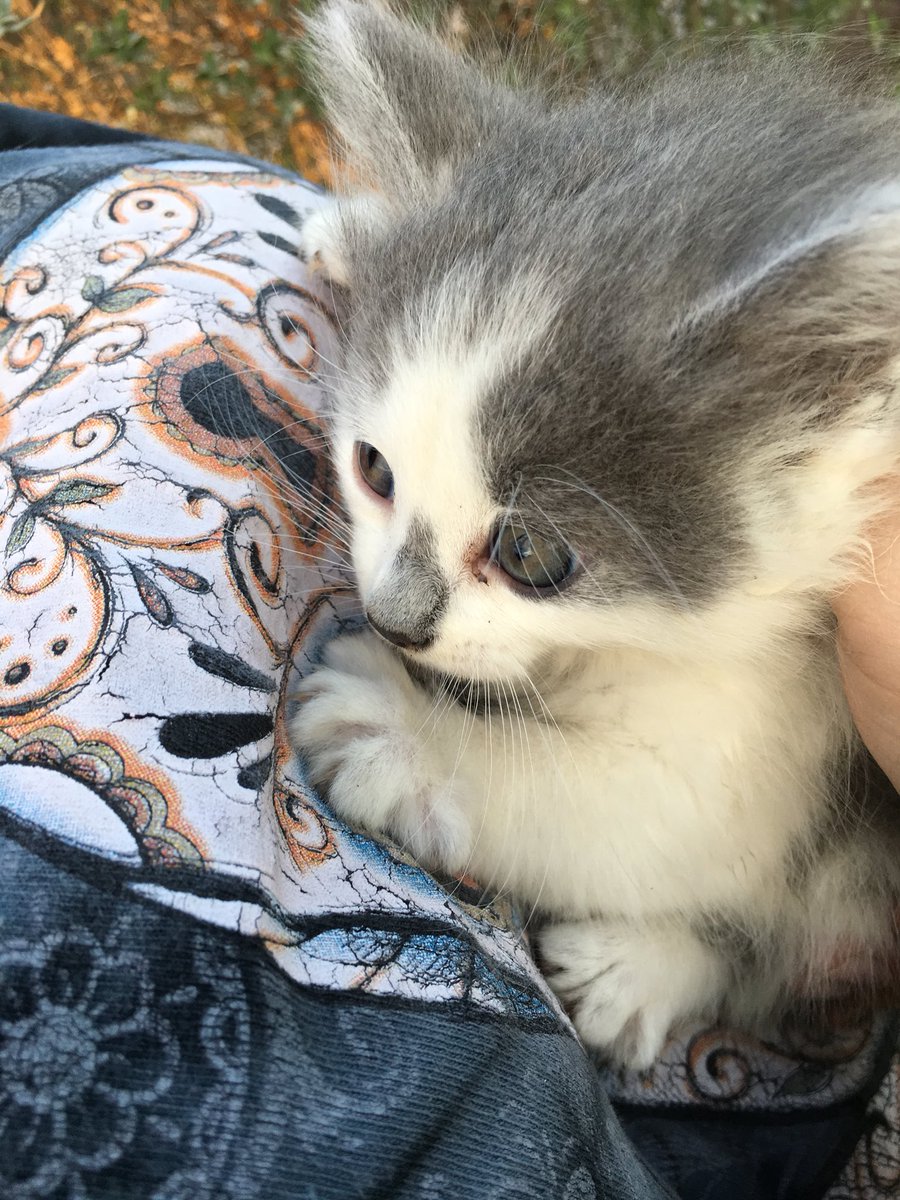 ohleski's tweet photo. RT: Two kittens left! Free to a good home. https://t.co/bnceZRhDMl