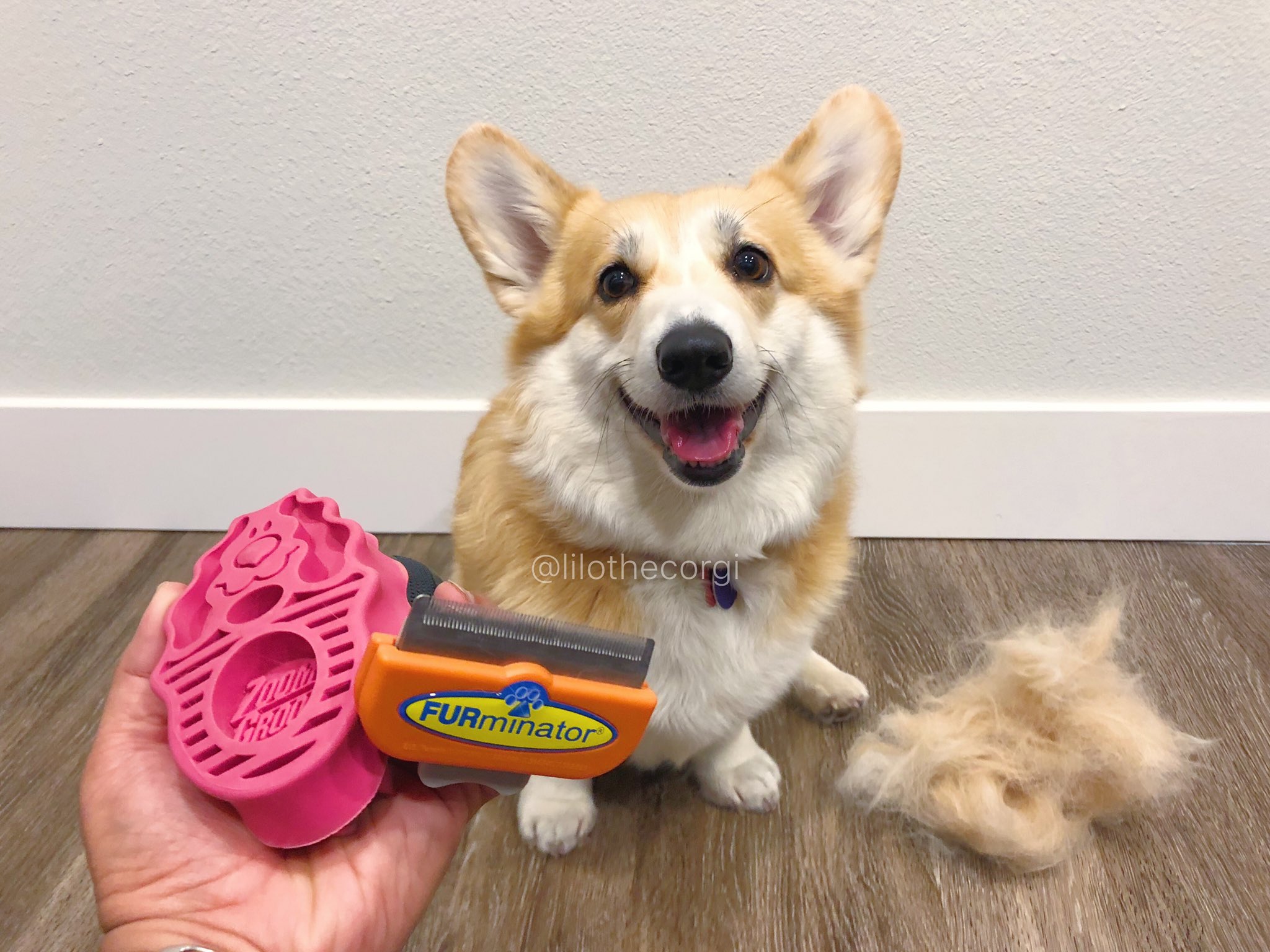 Lilo the Welsh Corgi on X