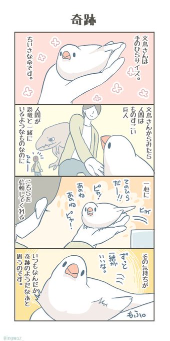 毎日おもうこと。

#buncho #javasparrow #文鳥 