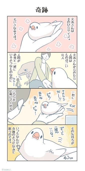 毎日おもうこと。

#buncho #javasparrow #文鳥 
