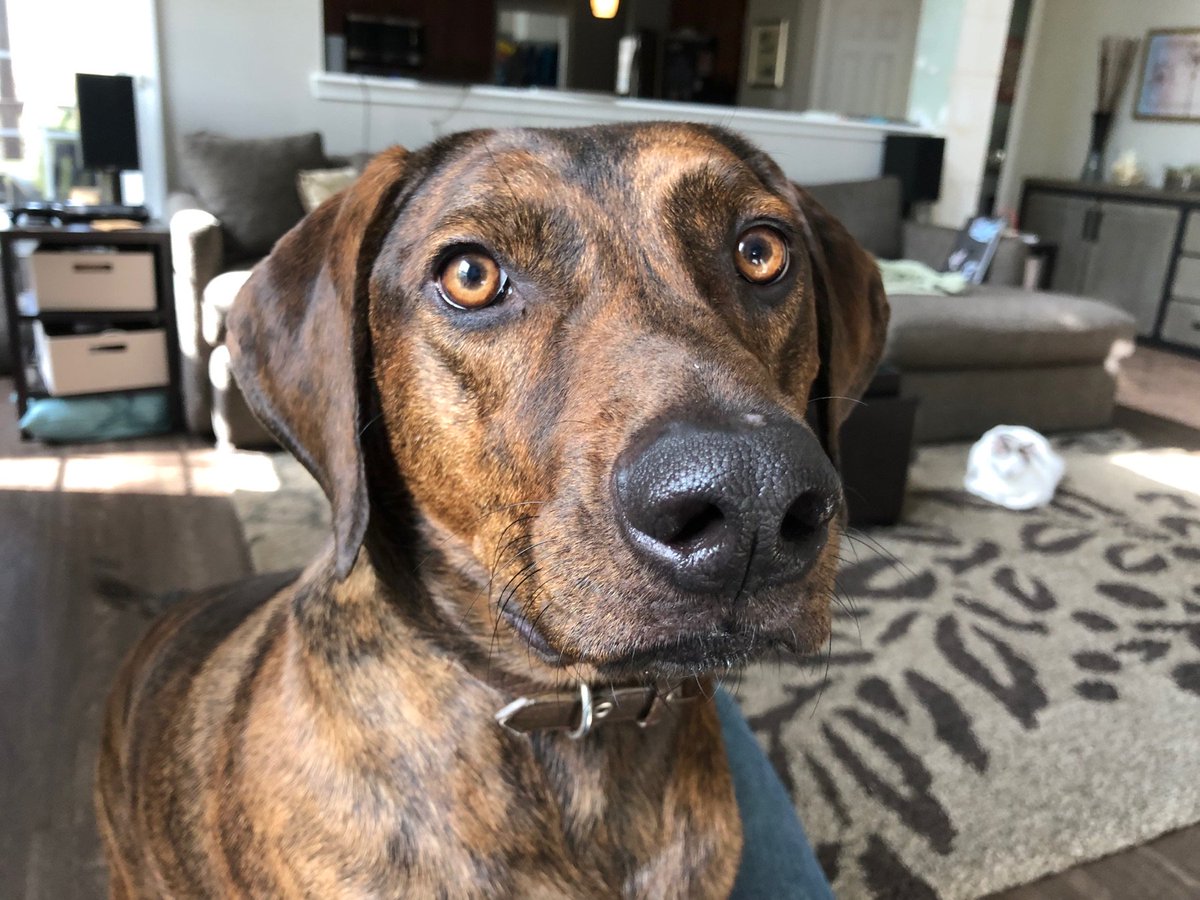 TheJasonNash's tweet photo. That’s a good looking #PlottHound #PlottHoundLife #Dog https://t.co/UokIg9vYjp