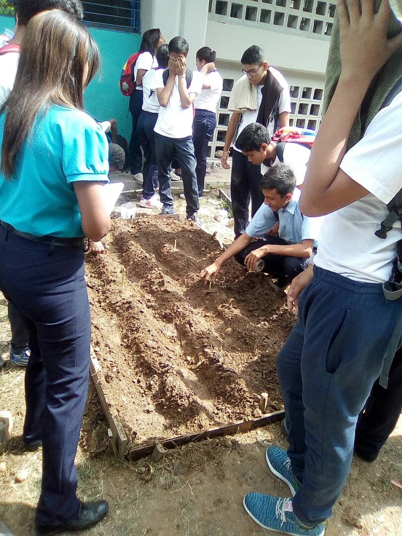 CbitLiviaGou's tweet photo. A través del proyecto #TodosManosALaSiembra se visualizan las acciones técnicas productivas de nuestros estudiantes impulsandolos a la agricultura sustentable en la UEN Livia Gouverneur #Miranda. Solo en @revoeducativa  @JauaMiranda @vane_prieto @Fundabit @rosabecerra3 https://t.co/ddcThHbgQt