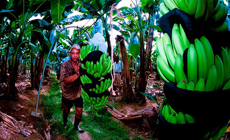 LaTribunahn's tweet photo. La exportación de banano baja $6.3 millones en enero. #LaTribunaHN ► https://t.co/3iKDRTAWlH https://t.co/vBUsZW9Hio