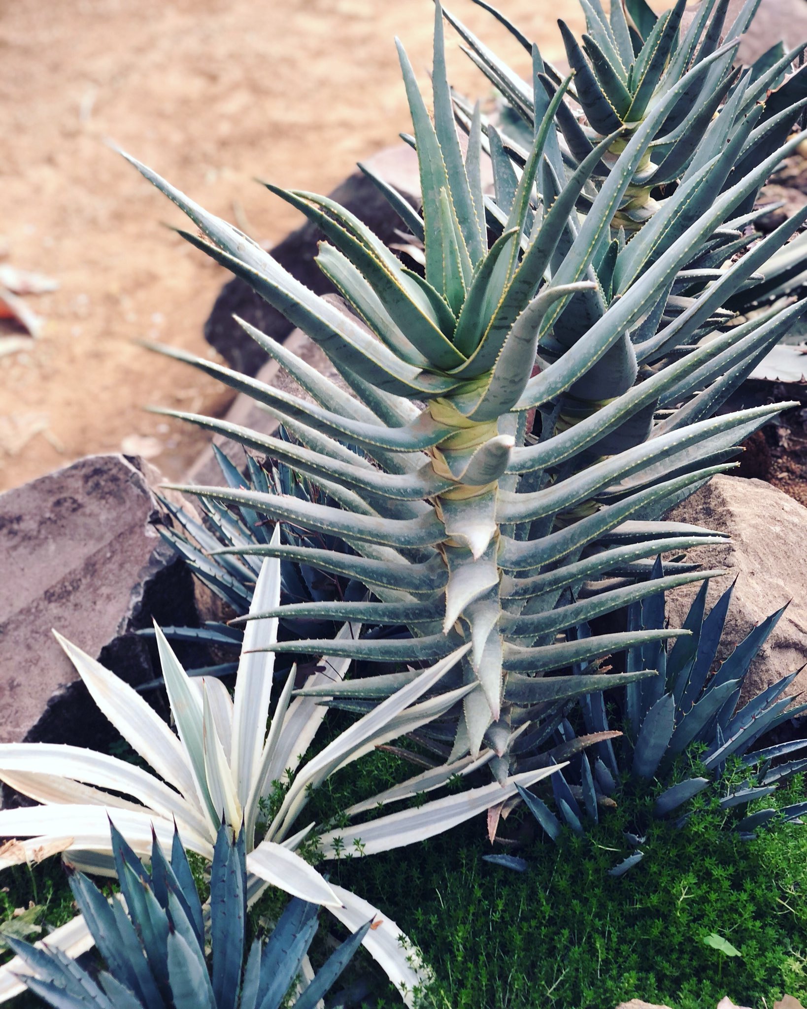 Tetsuro Oh No アガベとアロエ 種類わからず Agave Aloe Botanical Plants アガベ アロエ 多肉植物 Succulents 観葉植物 T Co Lr0h9n8cge Twitter
