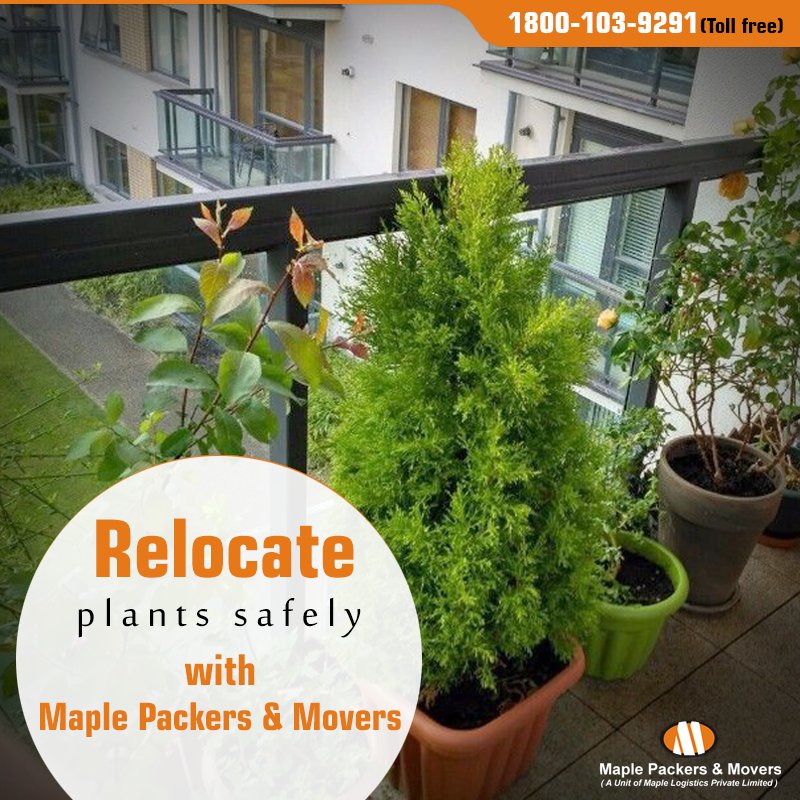MaplePackers's tweet image. Relocating plants can be very tricky as there is a huge risk of damage and dying out. The experts at Maple boast of years of experience in the dicey process of plant relocation. Contact us for more information. bit.ly/2iIFk0k
#Maplepackers #Plantrelocation