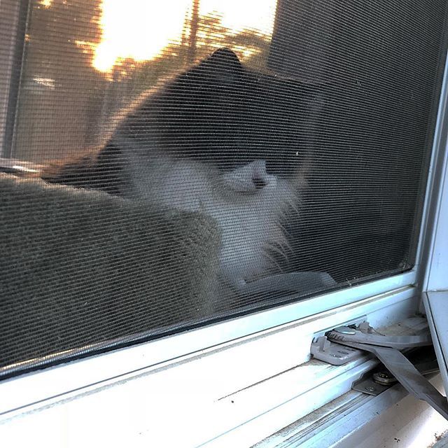 MJacksonBeverly's tweet photo. Kitty prison... Luna is not happy πΎ
#ragdoll
#ragdollcat
#ragdollsofinstagram
#madkitty
#fluffycat
#catprison
#ojai
#ilovecats
#meow https://t.co/Be7NjprOT8 https://t.co/R0975h6EkZ