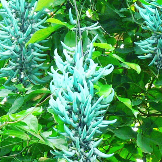 ট ইট র 池ポチャ野郎 ヒスイのような青緑色のつる性の花 ヒスイカズラ 翡翠葛 青緑色 つる性植物 エメラルドグリーン 花は爪形 浜松フラワーパーク