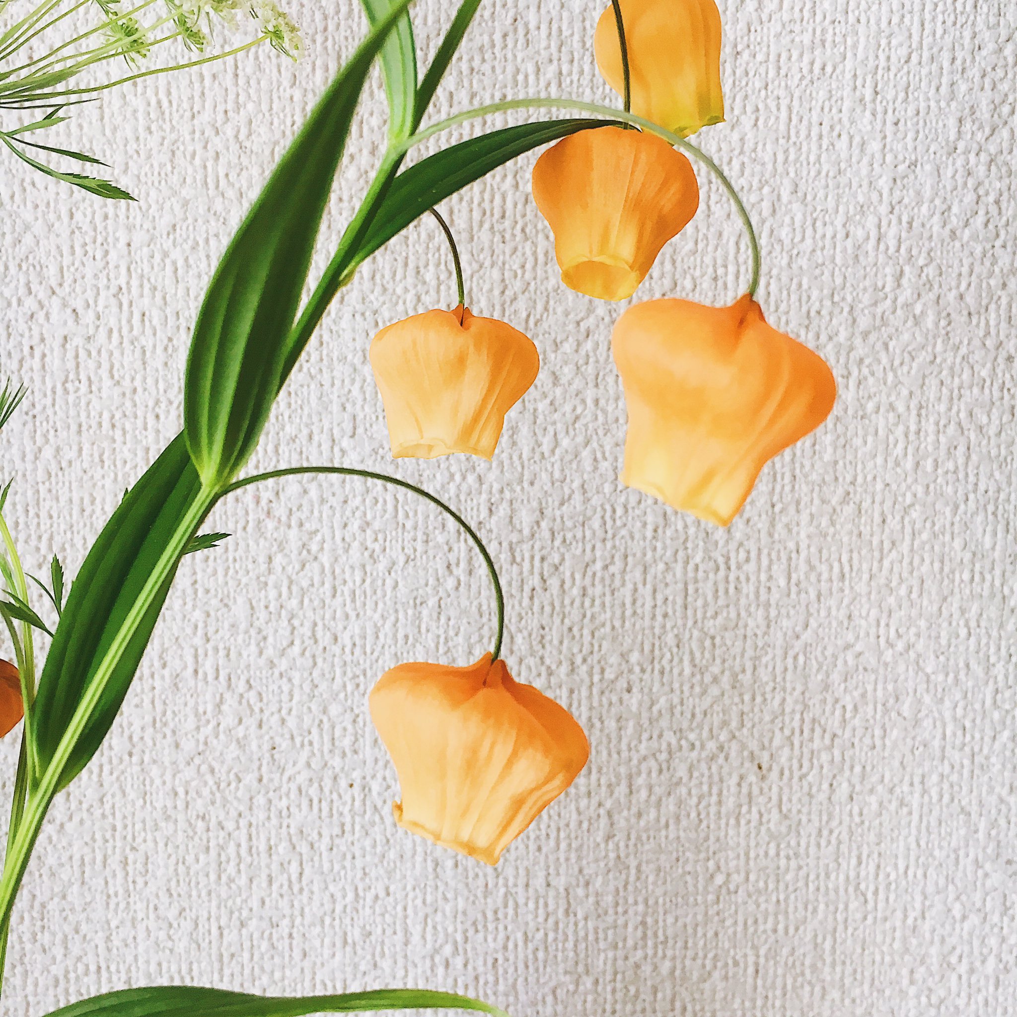 Tomoe Twitter पर 花のこと サンダーソニアとレースフラワー サンダーソニアの花言葉は見た目の可愛らしさから愛嬌っていう言葉があるみたい なんて可愛らしい いつもは親に不評な私の一輪の花選びだけど 今回はいいねと言ってくれました T Co