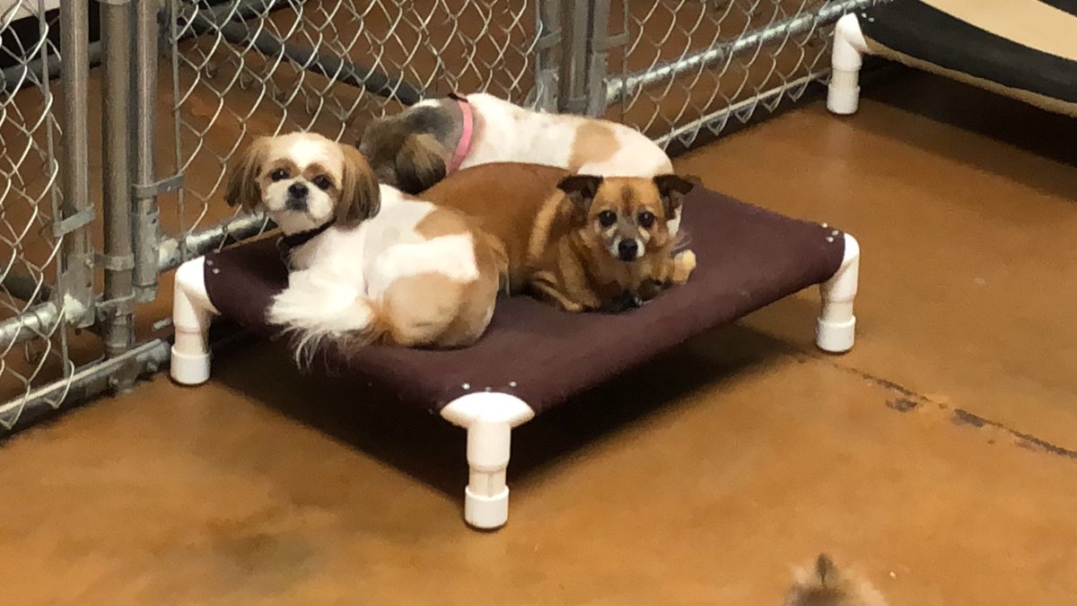 BednBiscuits2's tweet photo. Cuddle fur babies ❤️❤️#cutedogs #shihtzu #bednbiscuits https://t.co/5PoOmpqvwq