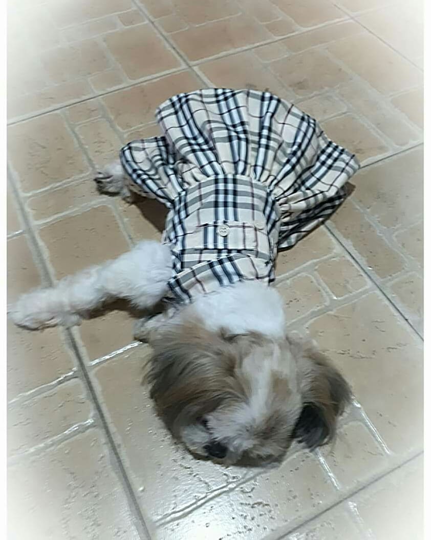 PetsAndBeshies's tweet photo. All dogs are beautiful, but the beauty of the senior dogs is just heavenly. They have become more sweet, their snuggles are the best and their glance is so majectic.
Just like this 10-year old Shih Tzu named Chloe.
#seniordog #doglovers #canine #dogsarejoy #love #doglove #dogmoms https://t.co/KwDK5jj77b