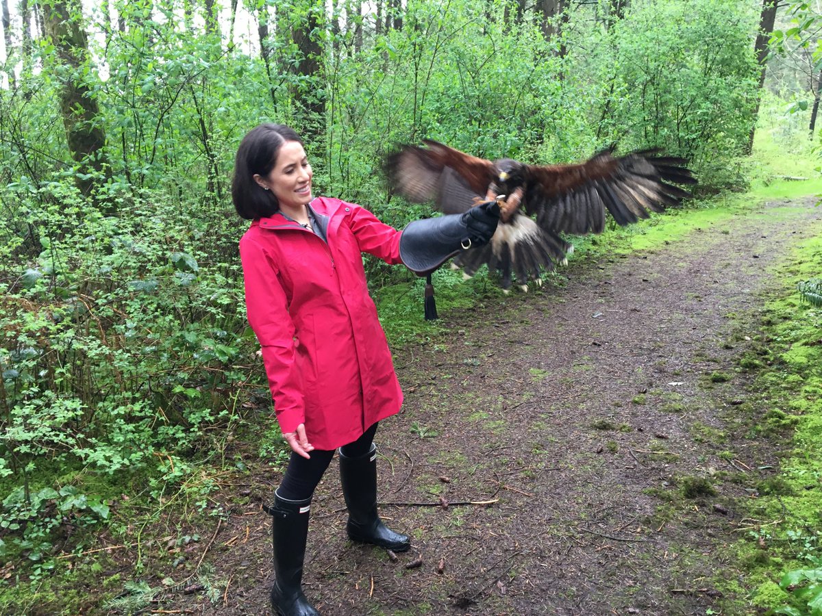 YvonneSchalle's tweet photo. Yesterday... Francisco @Islandraptors #ExploreBC #ExploreOurBC #ExploreCowichan #Duncan #IslandRaptors #Harris’Hawk https://t.co/P55fluQTz6
