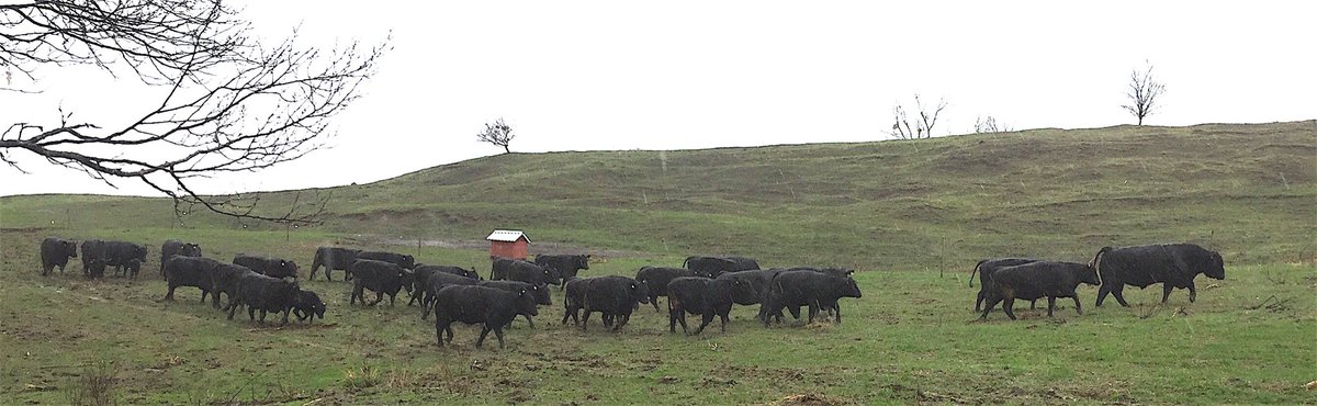 drybloomfield's tweet photo. We bought an Aberdeen Angus Heiffer. Here she is with her pals in Transylvania. https://t.co/PGT1WIrCSE