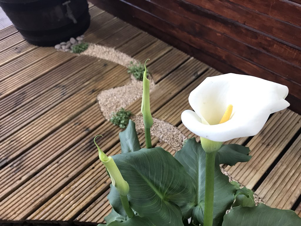 YGOTYear's tweet photo. Congratulations to @PershoreCollege on winning Gold @Ascot #SpringGardenShow in the #YGOTY competition. https://t.co/3jViZFB5E7