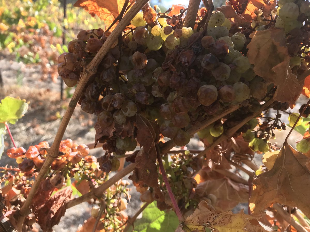 Fun day working on a secret project. 30kgs Riesling, 5 hours to hand  destem  #canecut #edenvalleyriesling #riesling