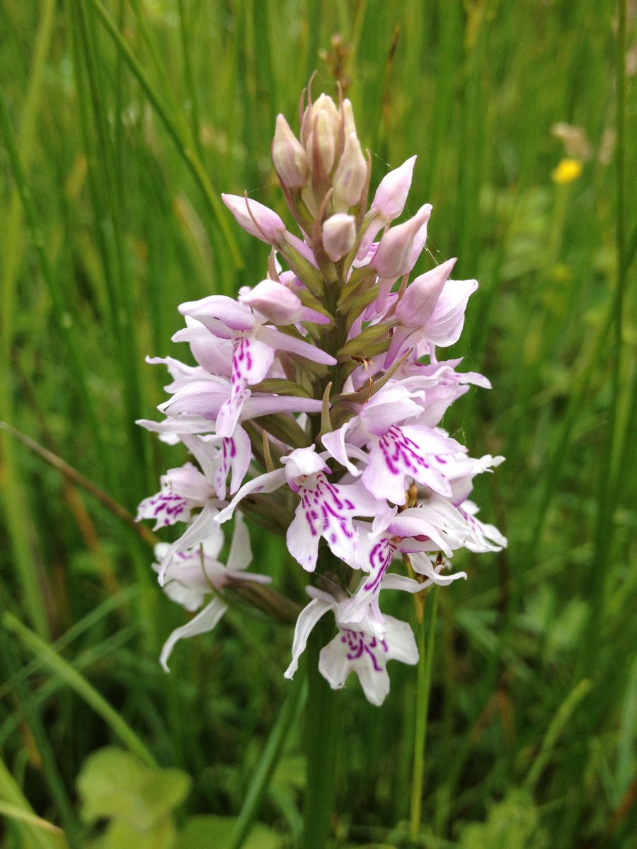 PlantlifeScot's tweet photo. Last year over 15,000 wildflowers were spotted during Plantlife’s first Great British Wildflower hunt! Running now until the end of summer, you can spot one of the 68 species of wildflowers in this year’s hunt! https://t.co/z3e44VNksE #WildflowerHunt @Love_plants @PlantlifeCymru https://t.co/8D4F2ciOEo