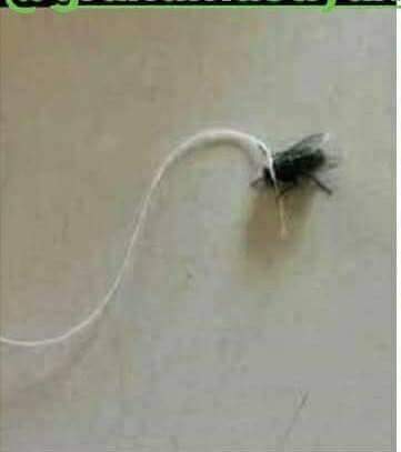 Luqmanshahzad99's tweet photo. انتھک محنت کے بعد آخرکار میں نے @Shiny__soo کو پکڑ ہی لیا 😍😍
بڑی مشکل سے😐😏😏😏
بڑی تیز ہے 😏😏😏
پر مجھ سے زیادہ نہیں 😎😎😎 https://t.co/G2QvUXOyGO