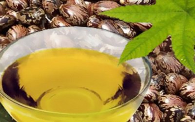 PlantPathologyJ's tweet image. Effect of Castor #BeanOil on Post Harvest #FungalPathogen of Coconut: Lasiodiplodia theobromae..bit.ly/2pCjsZp