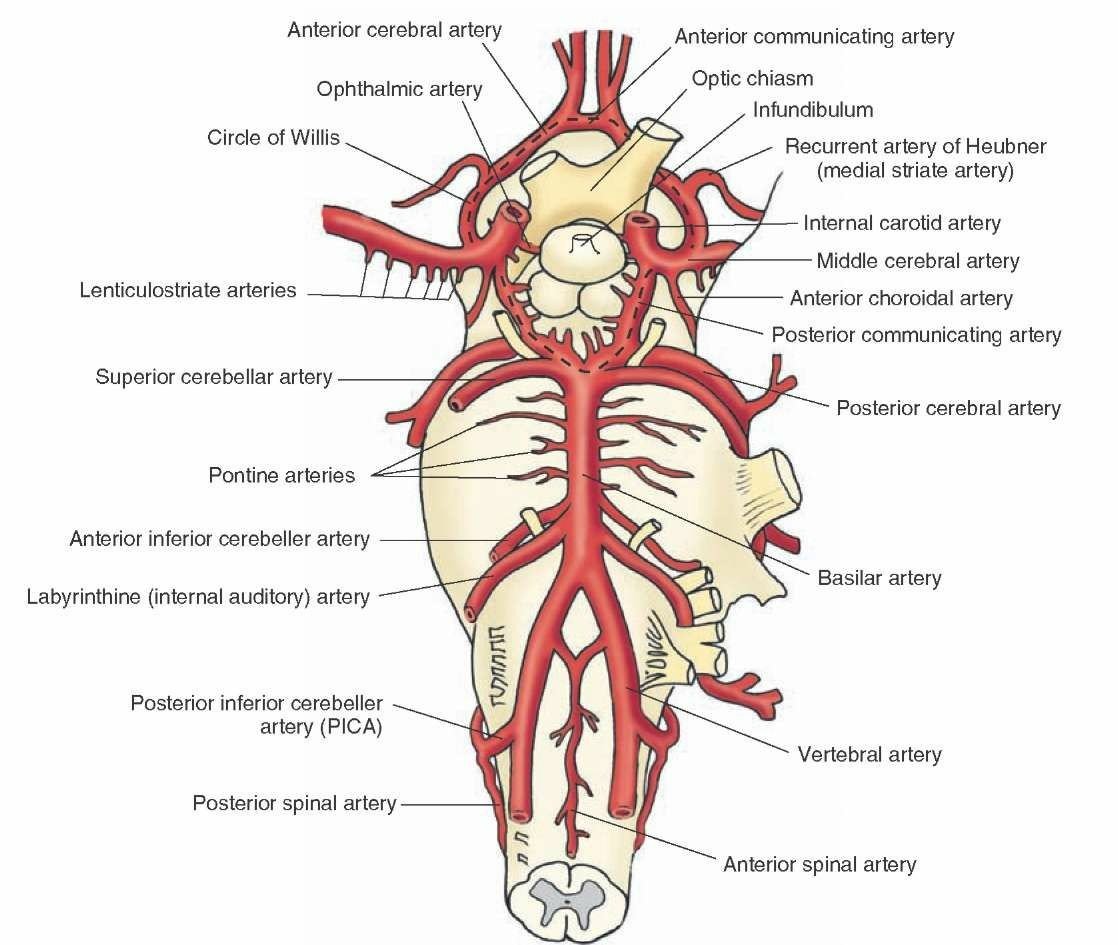 Las arterias vertebrales se unen en el extremo caudal del puente de Varolio  para formar la arteria basilar., image size:1118x945