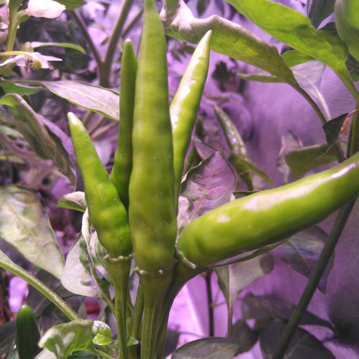 CTLiteTech's tweet photo. Nice spectrum for Chili✌✌✌👏👏👏👏.                                                   
I can smell the poignancy through the screen🌶🌶🌶😘😘😘😘
#CTLiteLEDGrowLight https://t.co/IKv29k77F2