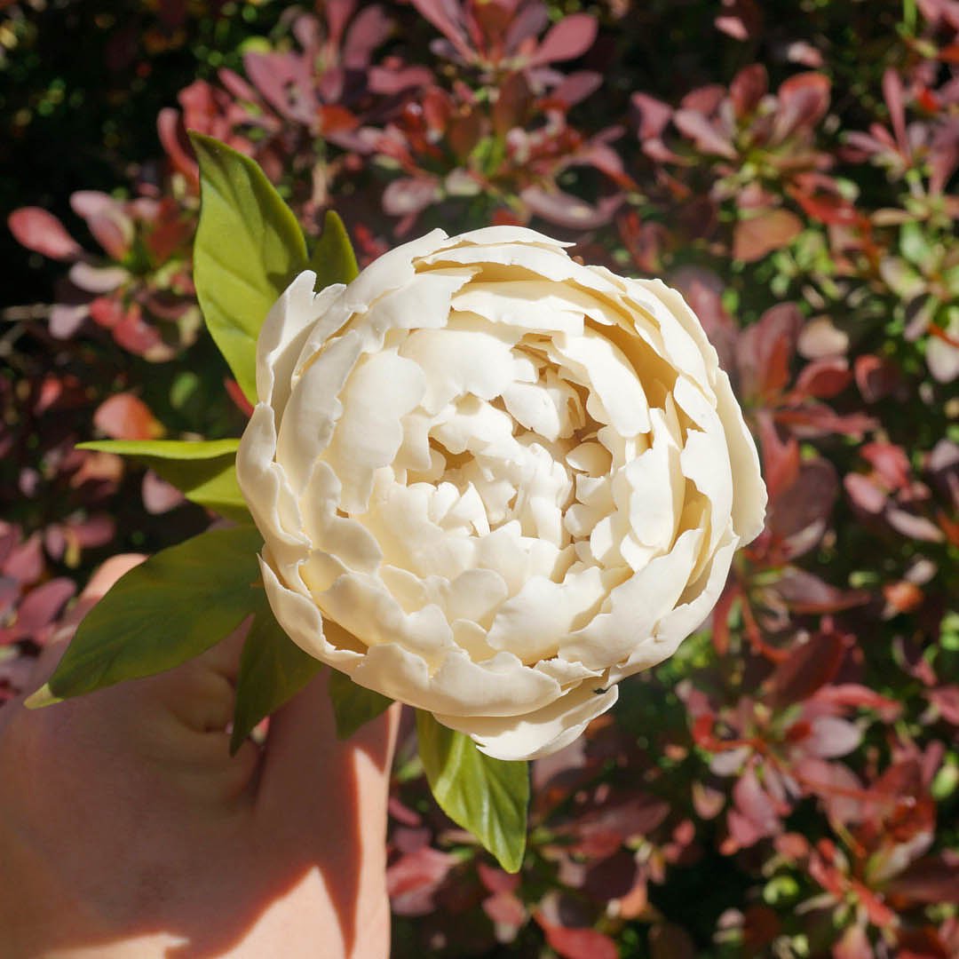 tei_1987's tweet photo. #beanpasteflower Peony

#작약 #앙금플라워 #앙금오브제 #beanpaste #beanflower #beancraft #floral #flower #gumpaste #gumpasteflower #koreaflowercake #clayflower #candleflower #sugarflower #sugarcraft #handmade #韓式唧花 #あんクラフト #あんフラワー #フラワーケーキ
#싱그다꽃 https://t.co/NWnasgB8yg