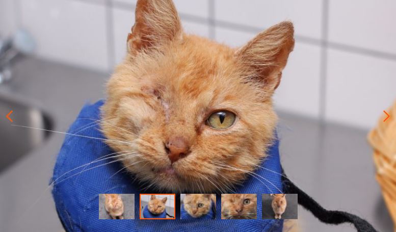 Dierbescherming's tweet photo. Vanmorgen hoorden we op 3FM dat @Domien vandaag had uitgeroepen tot 'Dag van de blinde poes'. Goed moment om aandacht te vragen voor asielkat Dr. Strange https://t.co/DJWz5WzETu. Blind aan 1 oog. Wie haalt hem in huis? https://t.co/h0O1WfMG4Y