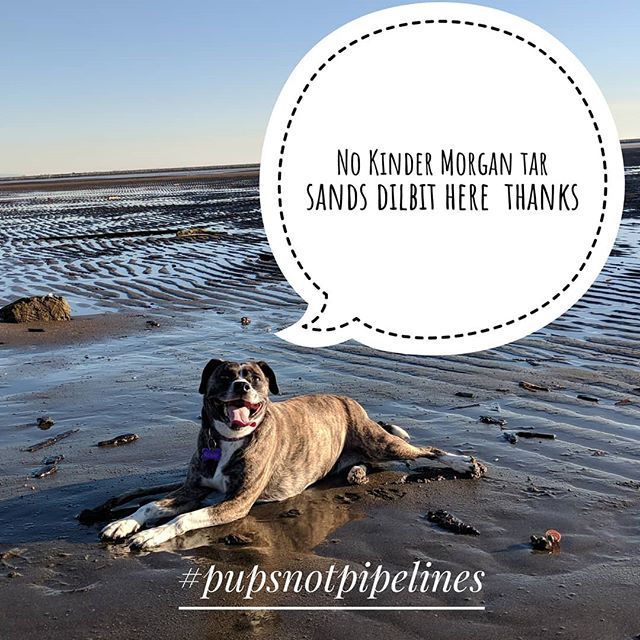 BenWest's tweet photo. @rosietheriveting has strong feelings about protecting the coast ... #pupsnotpipelines #stopKM #dogsofinstagram #yvr #weatcoast #picoftheday https://t.co/skGZYZhRNU https://t.co/d5axj1KY5H