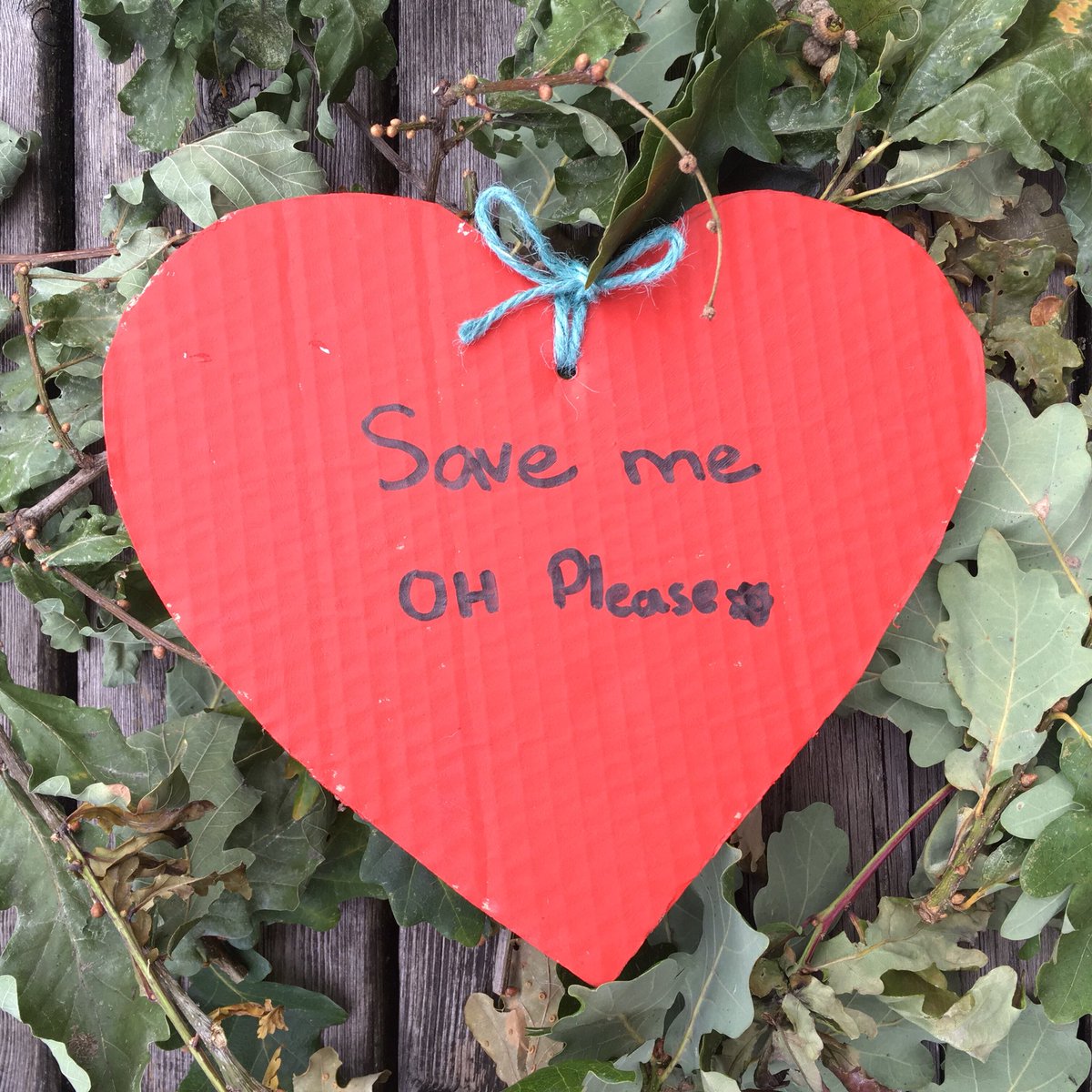 sj_unwin's tweet photo. 💚Day 59💚of Vernon’s 💚#ShowTheLove 💚#ValentinesDay celebration heart messages “Save Me OH please” #StandWithVernon @SAVEDORETREES #SaveSheffTrees #TheWorldisWatching #StandUpForTrees #NoMoreFelling https://t.co/2jkvFyhhT9