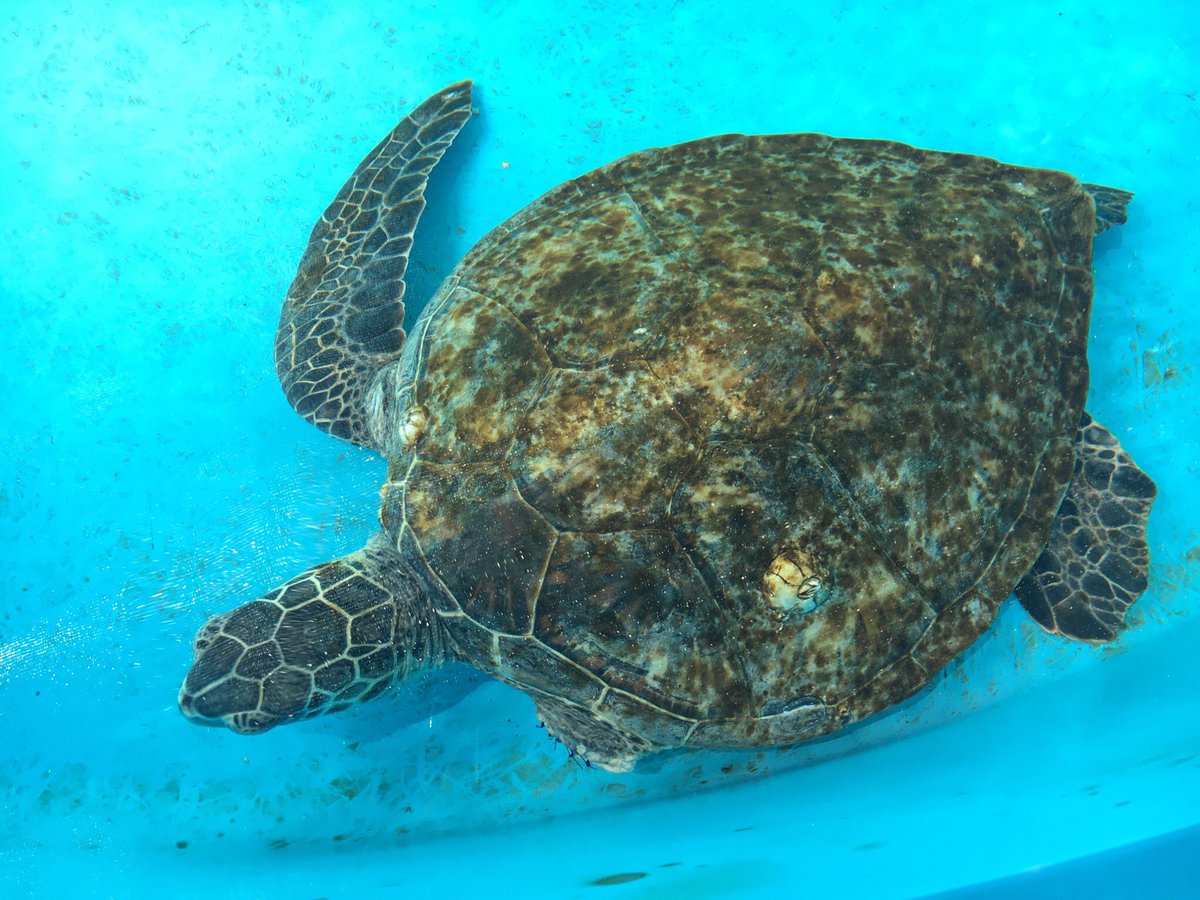 This little guy had a flipper amputated due to being tangled in fishing line. We learned they can usually do fine in the wild with 3 flippers. #hawaiiangreenseaturtle #seaturtle