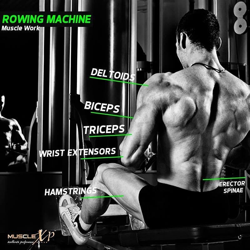 MuscleXP tweet media