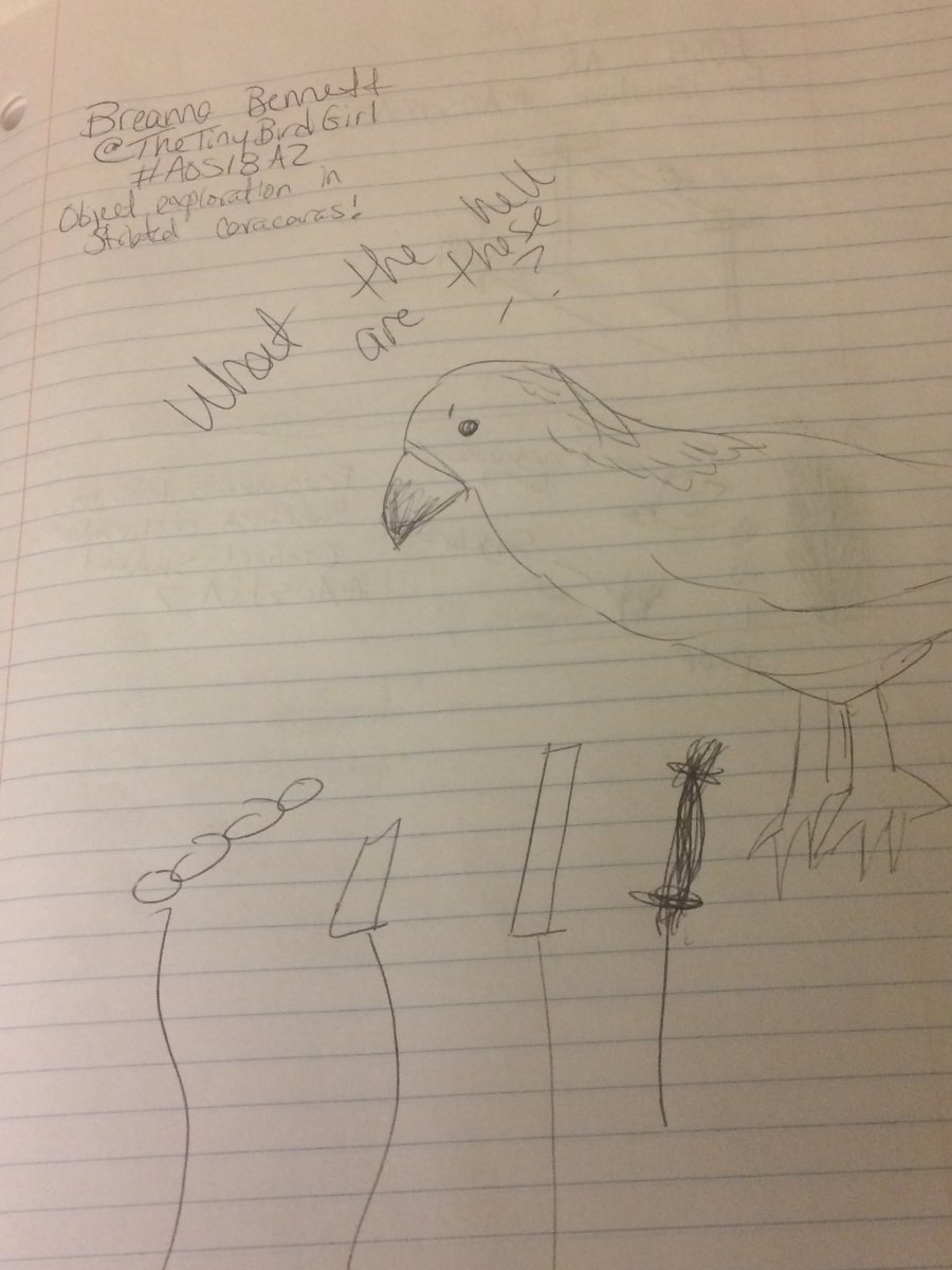 pinyon_jk's tweet photo. Object Exploration in Striated Caracaras by @TheTinyBirdGirl . Letโs confuse some social birds! #drawyourresearch #doodlebird #AOS18AZ https://t.co/Kvwia7jiTt