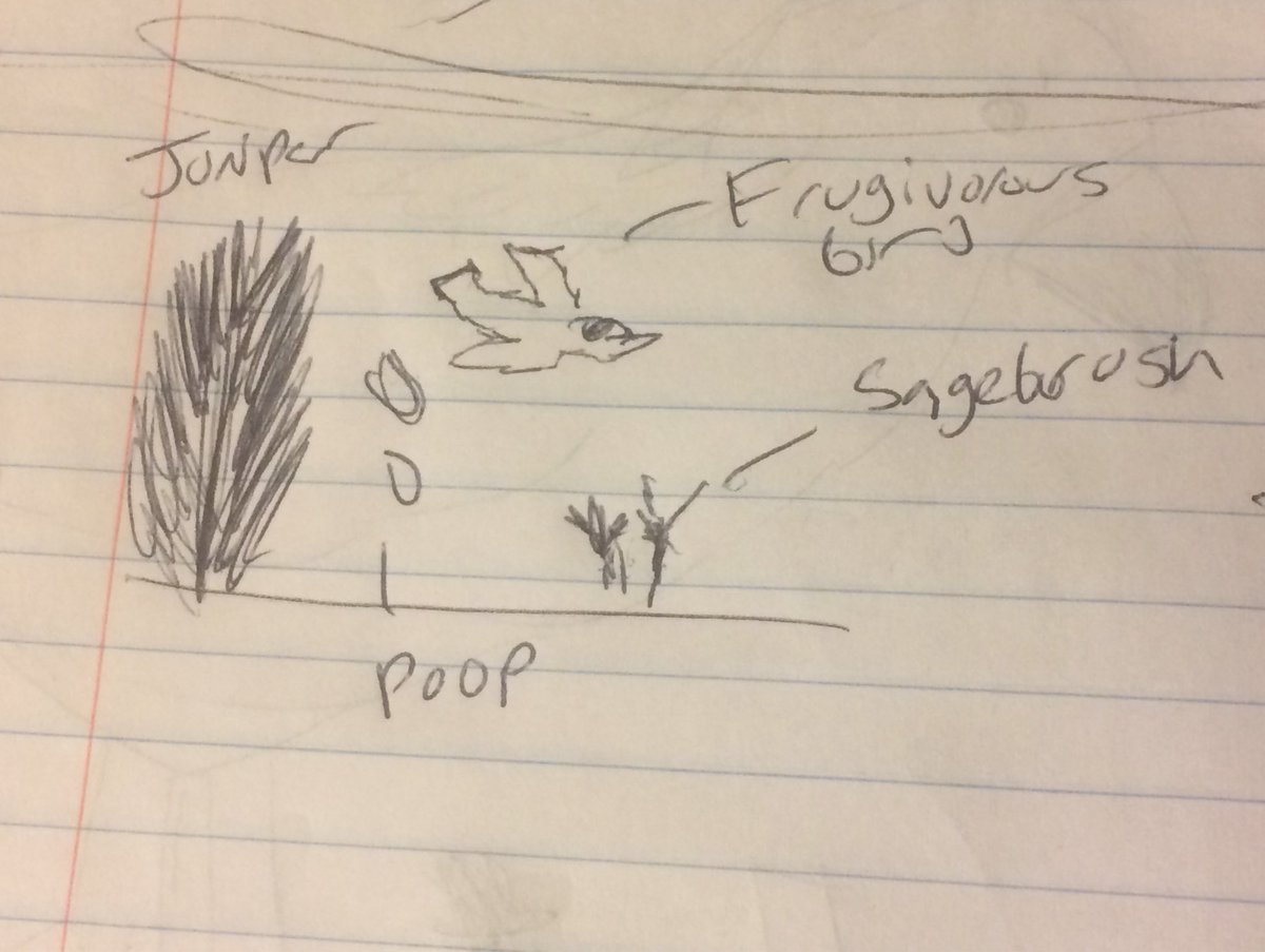 pinyon_jk's tweet photo. Frigivorous Birds in Sagebrush Restoration by Gabriel Sanford. Watch out for bird poop! #drawyourresearch #doodlebird #AOS18AZ https://t.co/LnGzwbgekW