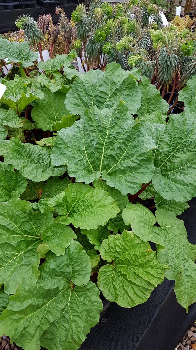 Rhubarb at least enjoys the wet weather! Just make sure you set your jelly.#MasterChefUK #plantsforliving #springtime