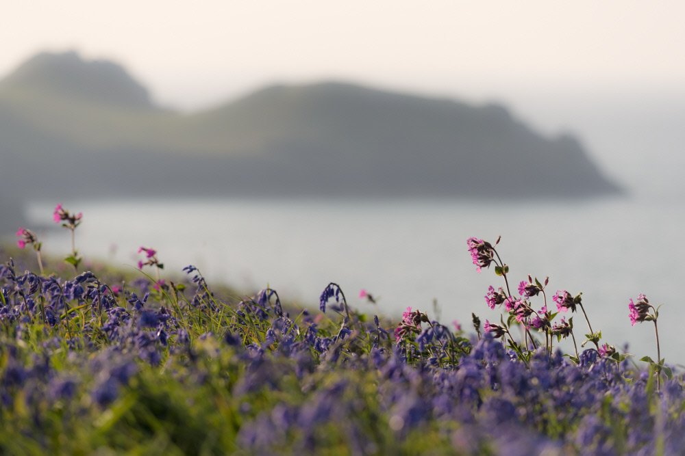 nationaltrust's tweet photo. Bluebells don’t just grow in forests… 

From mid-April, you’ll start to spot these charming little flowers making an appearance at the places in our care: https://t.co/rURkxvFvhD https://t.co/8HIQ3hWTAw
