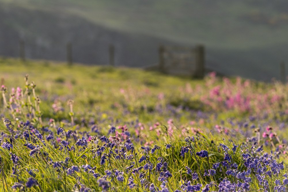 nationaltrust's tweet photo. Bluebells don’t just grow in forests… 

From mid-April, you’ll start to spot these charming little flowers making an appearance at the places in our care: https://t.co/rURkxvFvhD https://t.co/8HIQ3hWTAw