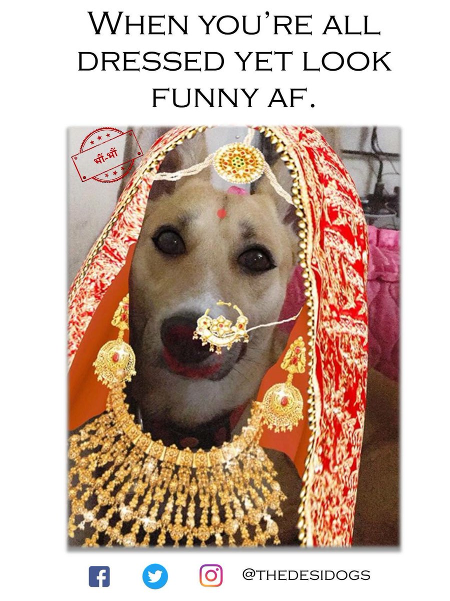 Desi Dogs (@thedesidogs) / Twitter Desi Dogs (@thedesidogs) / Twitter