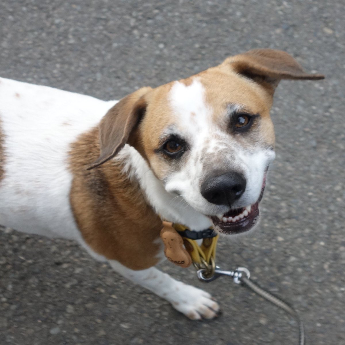 Shuko T Co Ndzuclpvlc オヤツ オヤツ オヤツくれ の顔 元保護犬 雑種 雑種 犬 保護犬 Mixeddog Rescuedogs 犬のいる暮らし ご機嫌 オヤツちょうだい 笑う犬 笑顔犬 笑顔の犬 チャコ Chaco T Co 8s0enfhcwb Shuko T Co Ndzuclpvlc オヤツ オヤツ オヤツくれ の顔 元保護犬 雑種 雑種 犬 保護犬 Mixeddog Rescuedogs 犬のいる暮らし ご機嫌 オヤツちょうだい 笑う犬 笑顔犬 笑顔の犬 チャコ Chaco T Co 8s0enfhcwb