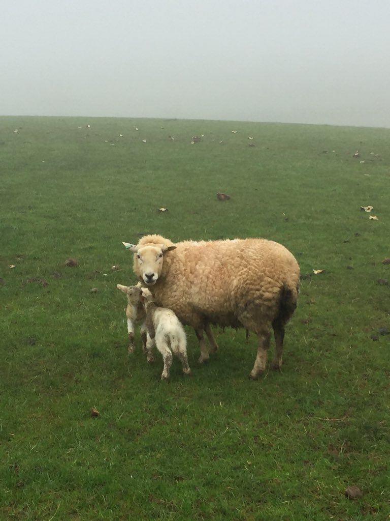 GelstonLamb's tweet photo. More sodding rain last night!! 😭 on a positive ewe lambs are lambing on there own ! 😅 ewes in full swing now too seem ok if they can find a dry spot. #Lambing18 #sheep365 #wherethehellisspring https://t.co/fZN9wHKCdu