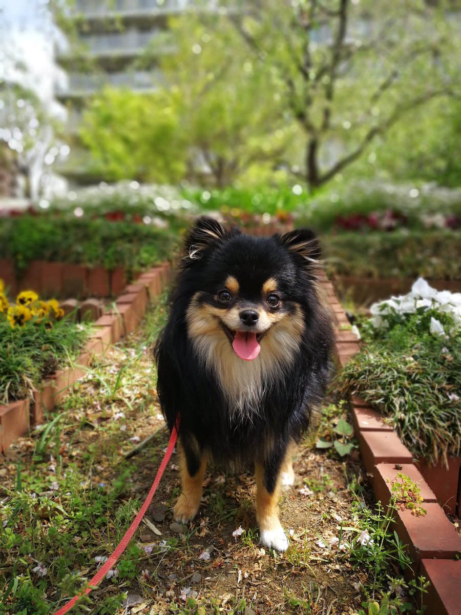 ポメラニアン アポロ A Twitter ポカポカ花ざかり 初めてポメラニアンですか って言われた うれし 犬画像 モフ神様降臨 俺はチワワではない 犬好きさんと繋がりたい ポメラニアン アポロ A Twitter ポカポカ花ざかり 初めてポメラニアンですか って言われた うれし 犬画像 モフ神様降臨 俺はチワワではない 犬好きさんと繋がりたい
