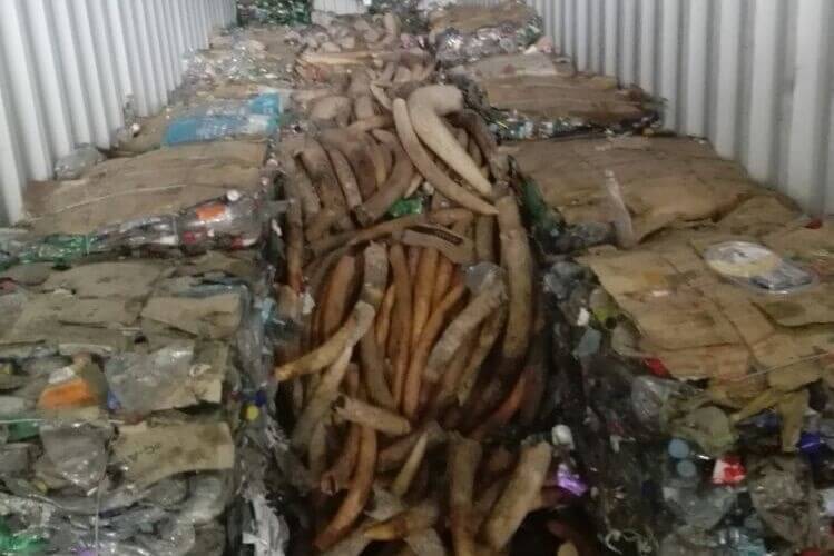 Alfândegas apreendem uma tonelada de marfim tve24.com/sociedade/alfa…