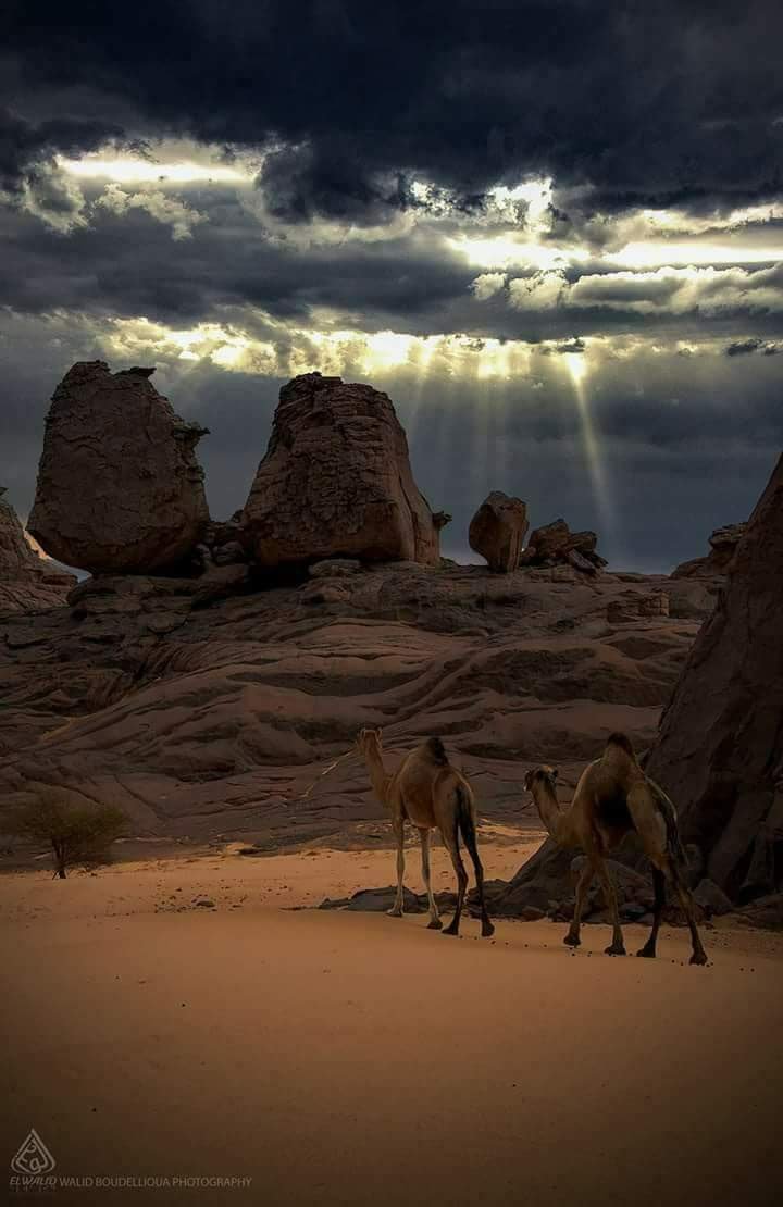Tamanrasset : 1er Forum international Atakor pour la promotion du tourisme saharien 3