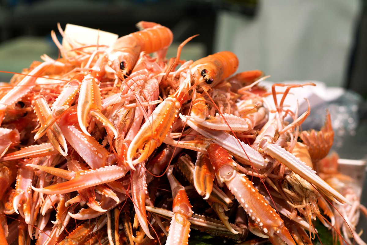 marendins1985's tweet image. Criteris de qualitat i frescor dels crustacis🦀 ✔Closca neta i brillant. ✔Carn elàstica i consistent. ✔D'olor agradable. ✔Resistència en separar el cap de l'abdomen #marendins #tipsmarendins