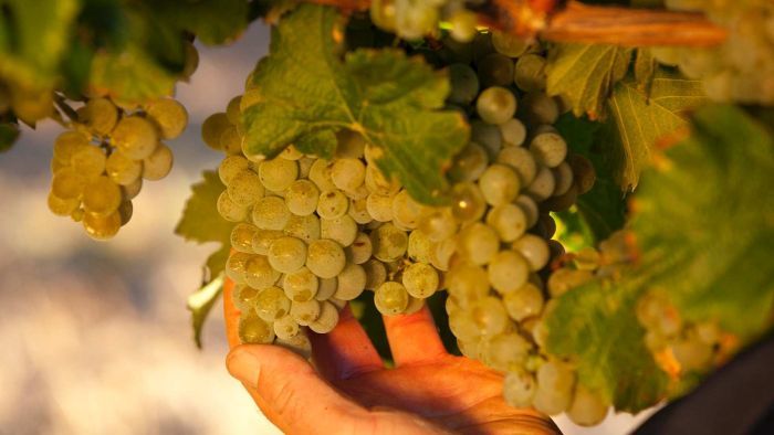 BLSbarossa's tweet photo. Those with a taste for good wine will like hearing this! 2018 is set to be a tasty year for grapes - or maybe a year to keep a few extra in the cellar!
https://t.co/hohYbEL8yu https://t.co/8X62TWlJ2U