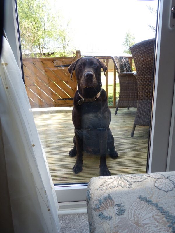 Are you dog friendly? Absolutely, but Woody had to stay on the outside as we had just cleaned for our next guest. LOL bless his paws.