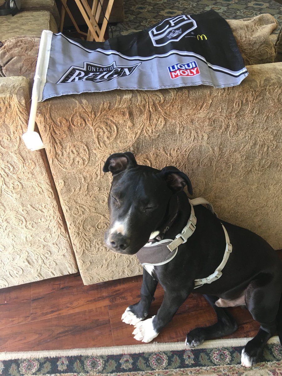 TrasiStarr's tweet photo. #sirkopitarpucksley🐾 In deep thought about the post season. @LAKings @ontarioreign Please make this guy proud please! #silkymits #Puckster #Puckaroo #mommalovesherpitbull #mommaloveslahockey https://t.co/dn3VbggXyp