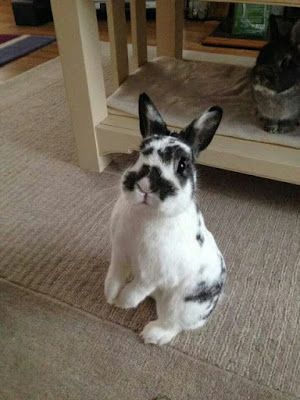 ThePetsDialogue's tweet photo. What would you call a dalmatian spotted rabbit? Read more: https://t.co/shIx38RgxN 

#RABBITHUTCH #rabbitlife #rabbitlove #AnimalRights #AnimalWelfare #animallovers #AnimalsToday #animalsmatter #animalsarefriends #bunnylove #bunnyluv2015 #NationalPetDay2018 #PetsResist https://t.co/9Q9TLfbd02