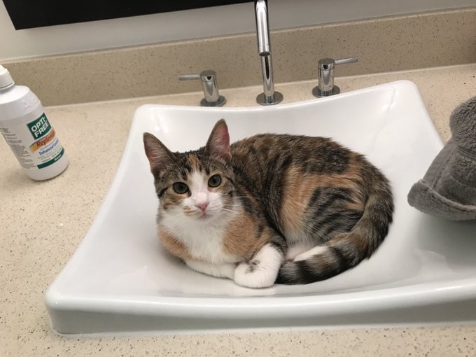 I&rsquo;m bored!! post pictures of your cats I want to seeeee kitties https://t.co/ucp5GMxIF5<a href="/tag/manyvids"class="tags"><span>#manyvids</span></a><a href="/tag/mvsales"class="tags"><span>#mvsales</span></a>