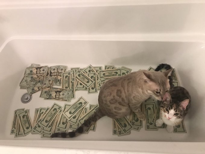 I&rsquo;m bored!! post pictures of your cats I want to seeeee kitties https://t.co/ucp5GMxIF5