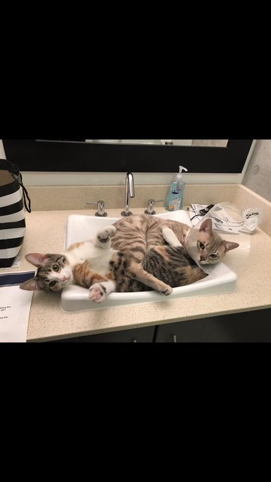 I&rsquo;m bored!! post pictures of your cats I want to seeeee kitties https://t.co/ucp5GMxIF5<a href="/tag/manyvids"class="tags"><span>#manyvids</span></a><a href="/tag/mvsales"class="tags"><span>#mvsales</span></a>