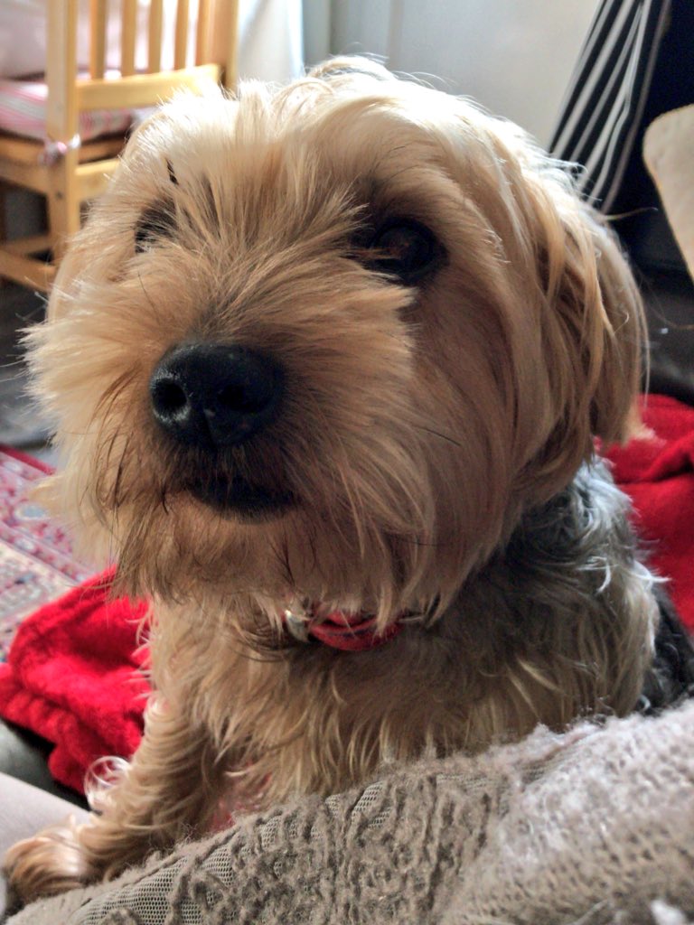 It’s a lucky, lucky #Fridaythe13th on #K2KRadio oh yes! Take a musical trip around the world on #JosWorld so listen in to find out where! Then have yourself some chuckles with #improv on the #TheLilShow! Also a hello from #Lulu to the peeps at #Mayhew because she’s rather cute🐶