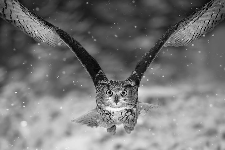 seromos's tweet image. We're ready to swoop into the weekend! 🛫

Credit: Susanne Seiffert, Germany
Challenge: B&amp;amp;W Animals
Rank: Top Photo Winner